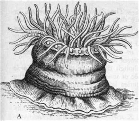  Actinozoa: เจาะลึกสัตว์ตัวน้อยน่ารัก ที่ว่ายน้ำได้ทั้งแบบเดี่ยวและเป็นกลุ่ม!