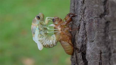  Cicada! A Melodious Maestro Hiding its Symphony Beneath a Tough Exoskeleton