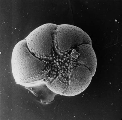  Foraminifera: สัตว์โบราณลึกลับที่ซ่อนตัวอยู่ในเปลือกหิน!