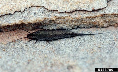  Jumping Bristletail: An Exceedingly Curious Millipede With Countless Legs