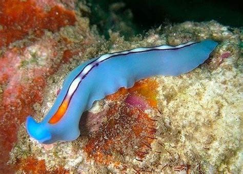  Pseudobiceros Koellikeri! An Enigmatic Flatworm That Masters Regeneration Like a Superhero