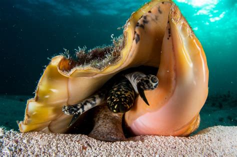  Queen Conch:  An Underwater Jewel Sporting an Impressive Spiral Shell and Living a Life Filled with Intricate Mating Rituals