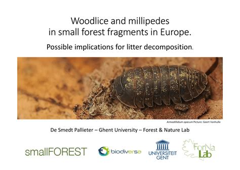  Questing Millipede: This Remarkably Slow-Moving Arthropod Is A Master Of Decomposition In Tropical Forests!