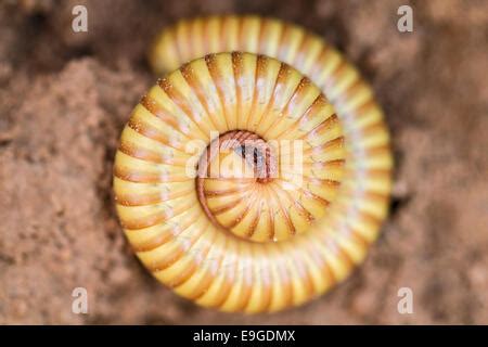  Quilling Millipede:  This Exquisite Arthropod Boasts An Intricate Exoskeleton And An Enchanting Ability To Coil Into A Protective Spiral