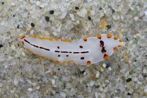  Stylochus! An Enchanting Flatworm That Embraces A Hidden World of Microscopic Delights