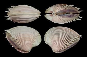   Venus Clam: The Shellfish That's Both Elegantly Beautiful And Surprisingly Resilient!