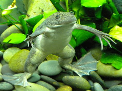  Xenopus! A Tiny Frog with Big Research Impact