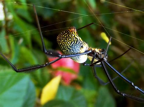  Yellow Garden Spider - A Fascinating Weaver of Intricate Silk Traps With Striking Visual Appeal