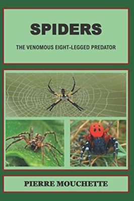  Zooming Through the Jungle: Discovering the Mystical World of a Venomous Eight-Legged Dweller!