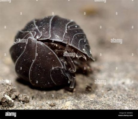  Armadillo Crab: Can This Tiny Crustacean With Its Rolled-Up Armor Survive a Tsunami?!