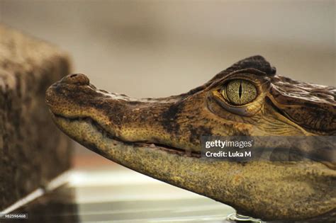  Caiman! A Lurking Predator With Eyes Like Golden Coins