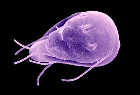  Giardia: Discover the Microscopic Wonders Hiding in Your Gut!