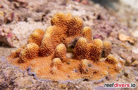  Isodictya! Discover These Unique Encrusting Reef Builders