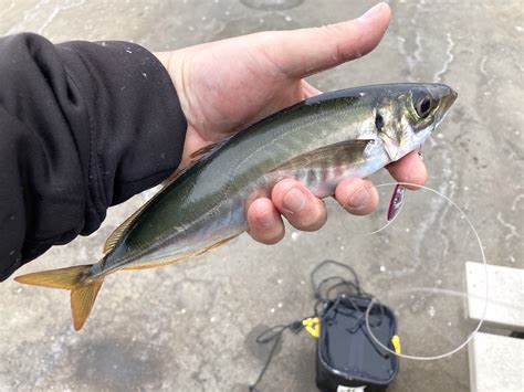  Jack Mackerel!  A Swift Silvery Swimmer Navigating the Depths and Dazzling Diners Alike