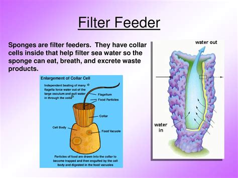  neoliberal Sponge! A Colorful Filter Feeder With Incredible Regeneration Abilities