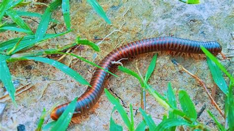  Oklahoma Millipede: Can a Tiny Creature With Hundreds of Legs Be So Charming?