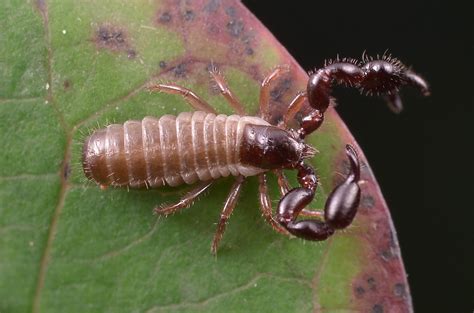   pseudoscorpion!  Discover the Amazing World of these Tiny Arachnids That Resemble Scorpions but Lack a Tail and Sting