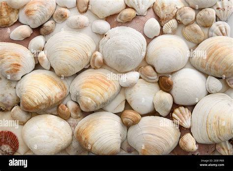  Quahaug: A Bivalve Mollusk With Striking Patterns!