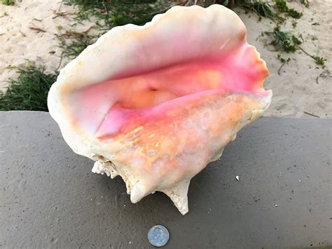  Queen Conch: A Rare Shell That Looks Like It Could House Tiny Royalty!