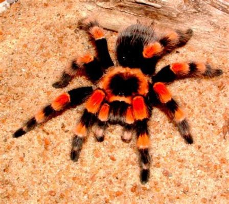  Redknee Tarantula! A Marvelous Creature with Eight Legs Who Loves To Curl Up In Its Burrow