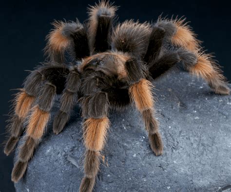  Tarantulas!  Eight-Legged Wonders With Fuzzy Appearances and Venomous Bites