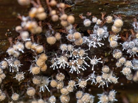  Ultramicrosporum! A Glimpse into the Tiny but Mighty World of this Parasitic Fungus