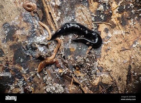  Worm-Like Wonder: Unraveling the Mysteries of the Wonderful Wandering Flatworm!