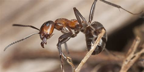  Xystodesmidae  ! ชาวบ้านเรียกมันว่า มดเทวดา แต่ในความเป็นจริงแล้ว มันไม่ใช่ มด แต่เป็นสัตว์ไม่มีกระดูกสันหลังที่น่าอัศจรรย์