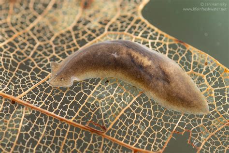  Yokogawaia!  A Tiny Freshwater Flatworm That Lives a Life of Adventure (And Occasionally Eats Its Own Kind)