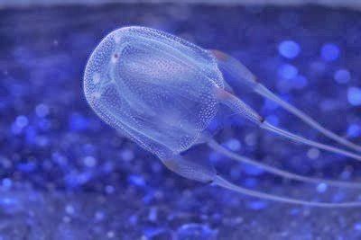 Zanclea: A Tiny Jellyfish That Packs a Punch – Dive into the Microscopic World of This Thrilling Predator!